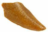 Serrated Raptor Tooth - Real Dinosaur Tooth #300796-1